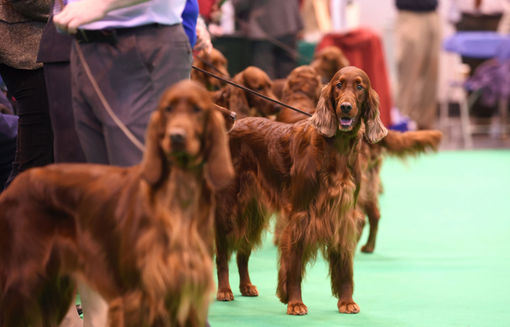 Irish setters wait to be judged during day one of Crufts 2015 in Birmingham on March 5, 2015.