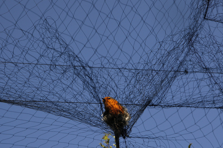 In this Nov. 3, 2012 photo, a bird is entangled in a net used by poachers to trap migrating songbirds in the early morning in the Larnaca district of Cyprus.