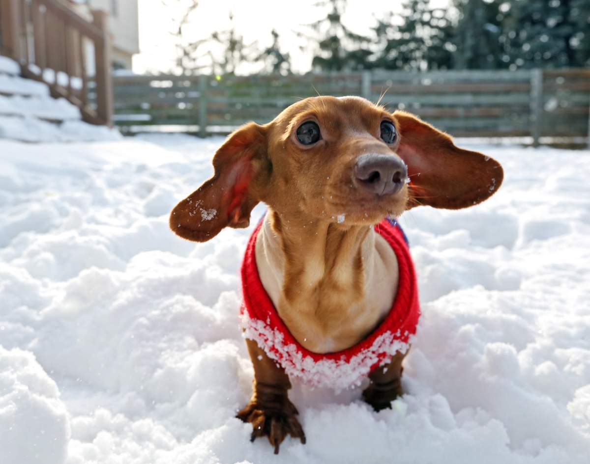 In this Feb. 25, 2015 photo, Brooke Burton’s miniature dachshund Dennis stands in the snow in Columbus, Ohio. Once a wanton wiener dog, Dennis went on a diet and is now a happy shadow of his former self after losing more than 75 percent of his body weight. Less than two years ago, Dennis weighed in at a whopping 56 pounds.
