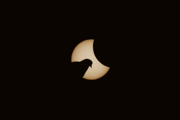 A dove is pictured in front of the sun during a partial solar eclipse on March 20, 2015 in Muncih, Germany.