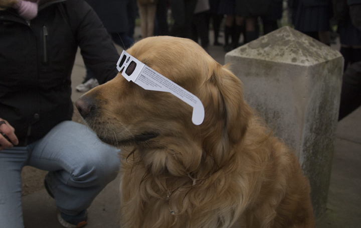 A dog wisely uses solar glasses during the eclipse on March 20, 2015.