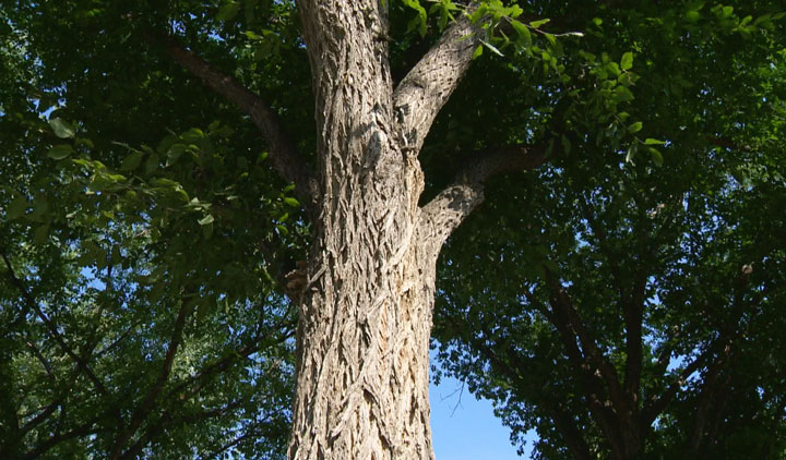 Less than two days left to prune elm trees in Saskatoon until the provincial ban goes into effect.