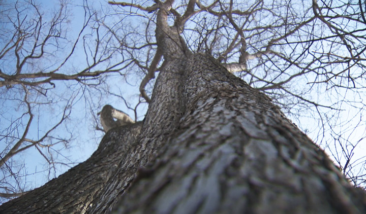 Less than two days left to prune elm trees in Saskatoon until the provincial ban goes into effect.