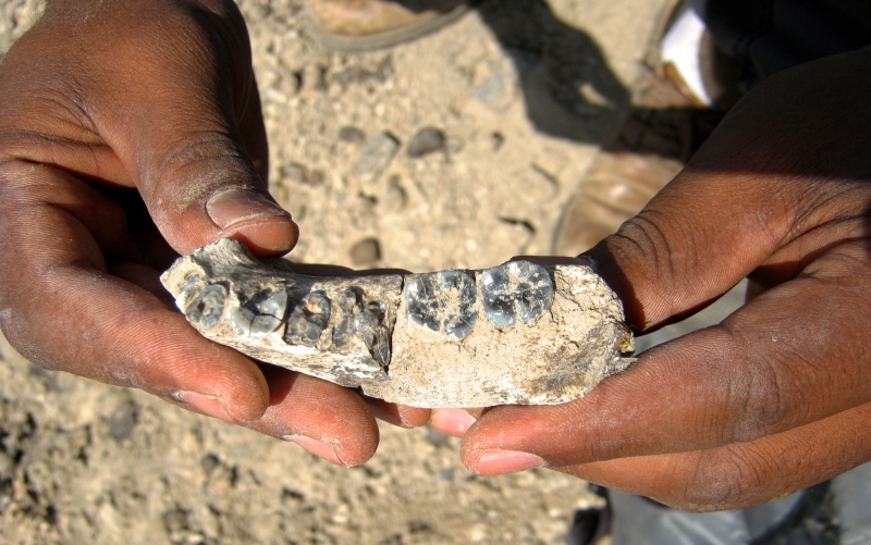 This 2013 photo provided by Kaye Reed shows the LD 350-1 mandible just steps from where it was sighted in Ethiopia by Chalachew Seyoum, an ASU graduate student. 