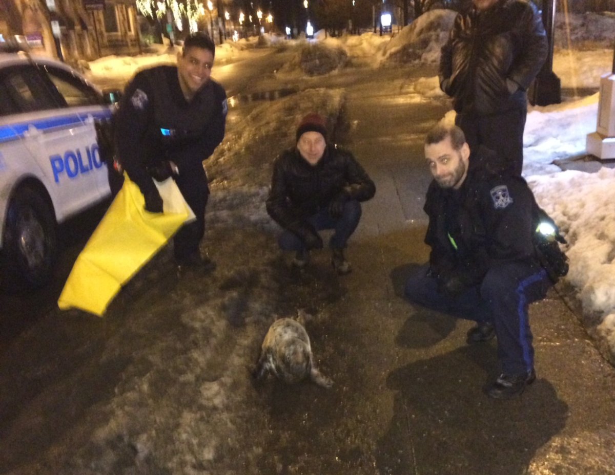 Halifax police help slippery seal back into the water - image
