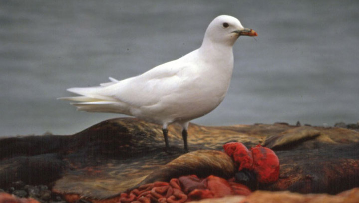 Rapidly rising rates of mercury contamination could be behind dramatic population drop of the endangered ivory gull.