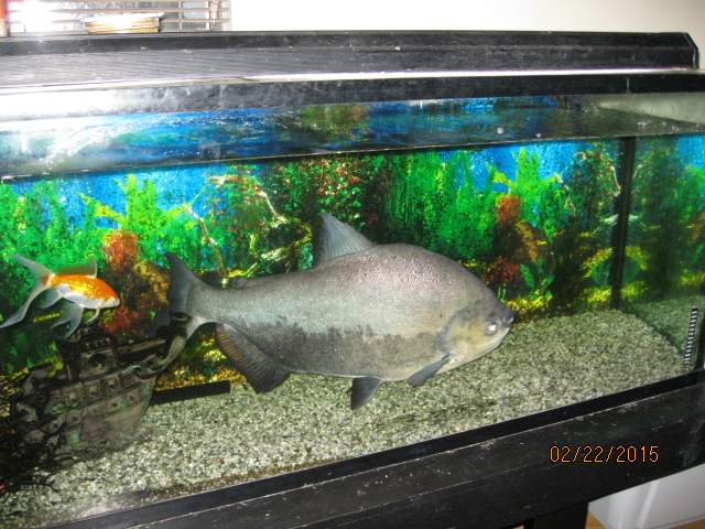 Lloyd in his tank.