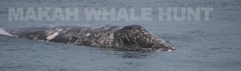 Public input sought on Makah Tribe’s request to resume gray whale hunting - image