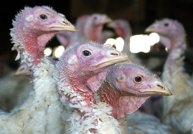 The Canadian Food Inspection Agency says H5 avian influenza has been confirmed on a turkey farm in southern Ontario.