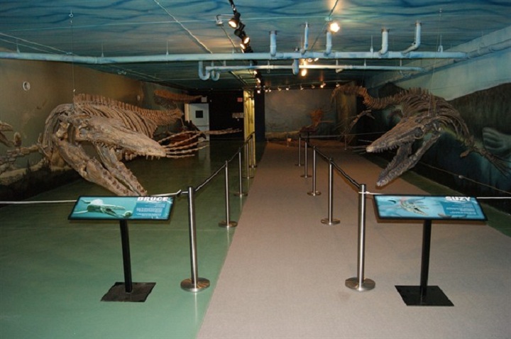 Huge mosasaur fossils united at Manitoba museum - Winnipeg 