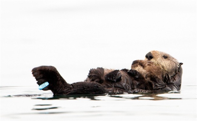 In this photo taken by the U.S. Geological Survey and provided by the California Department of Fish and Game, a sea otter holds her pup at Seacliff State Beach near Aptos, Calif., on, Sept. 10, 2012 file photo. The sea otter, known as Olive, has amazed researchers by becoming the first sea otter not only to survive a dunking in oil but then also go on to deliver a healthy pup. The sea otter that became an ambassador for her species after a remarkable recovery from an oil tar soaking off the coast of Northern California has been killed by a shark. The California Department of Fish and Wildlife says Olive was found dead by a beachgoer on Sunday March 22, 2015.