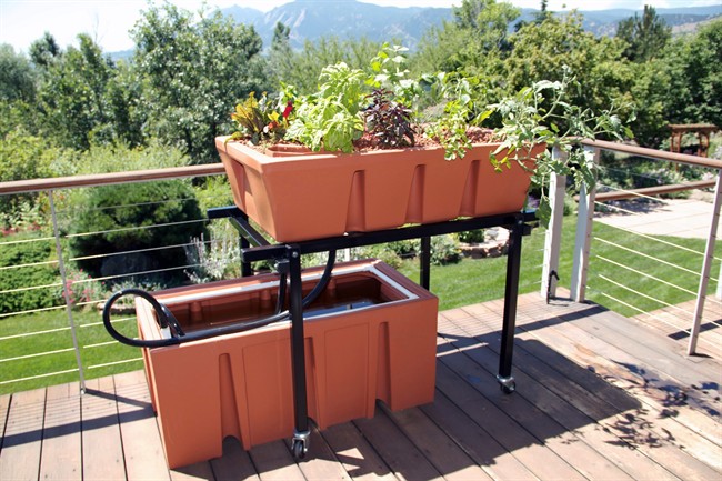 Look ma no soil! Gardening with air water fish fertilizer