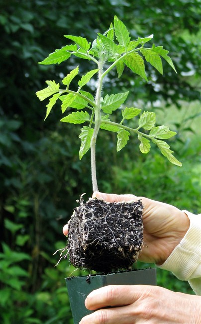 In this undated photo, a tomato plant displays stocky growth - a healthy green color, and roots that fill the pot but aren’t cramped - all signs of a good tomato transplant, in New Paltz, N.Y.