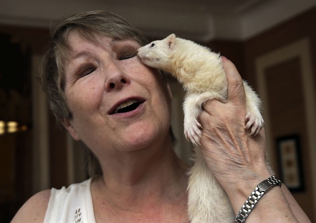 The New York City Board of Health is expected to vote Tuesday on whether to lift a longstanding ban on keeping ferrets as pets, which is legal across much of the country.