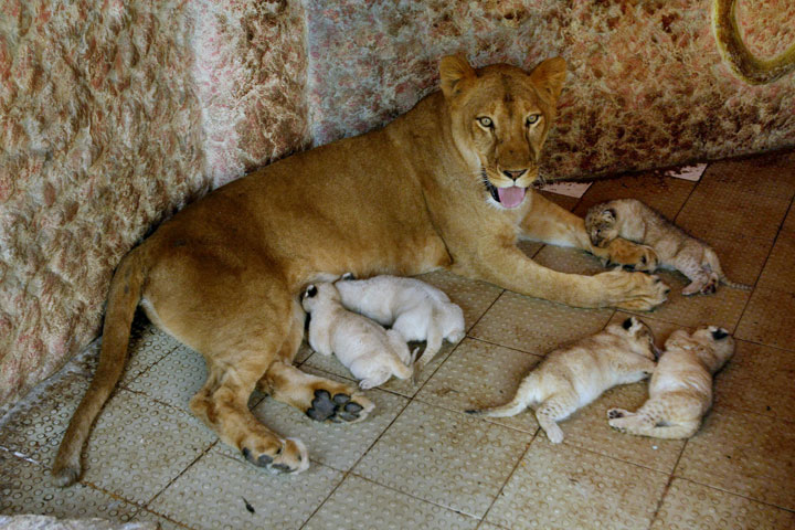 African lioness Rani, or Queen, sits with her five newly born cubs at the house of her owner on Thursday, Mar. 26, 2015, in Multan, Pakistan. 