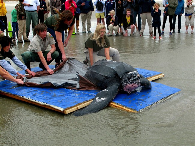 Staff from the South Carolina Aquarium and the South Carolina Department of Natural Resources help release Yawkey, a rare leatherback sea turtle, on the Isle of Palms, S.C., on Thursday, March 12, 2015.