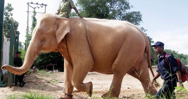 Myanmar captivates another white elephant - India Today
