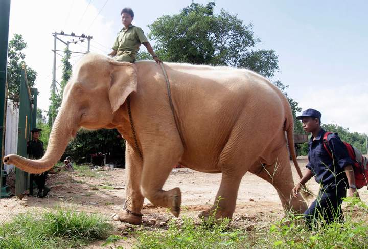 A mahout drives a white elephant in Nay Pyi Taw, Myanmar, in this Oct. 2010 file photo.