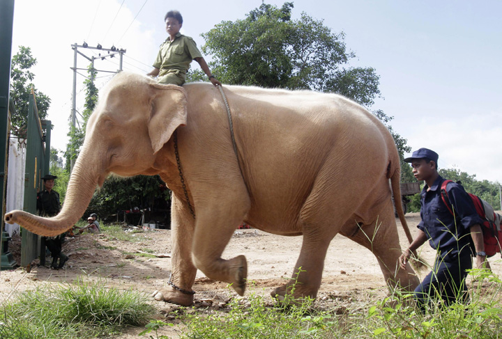 A mahout drives a white elephant in Nay Pyi Taw, Myanmar, in this Oct. 2010 file photo.