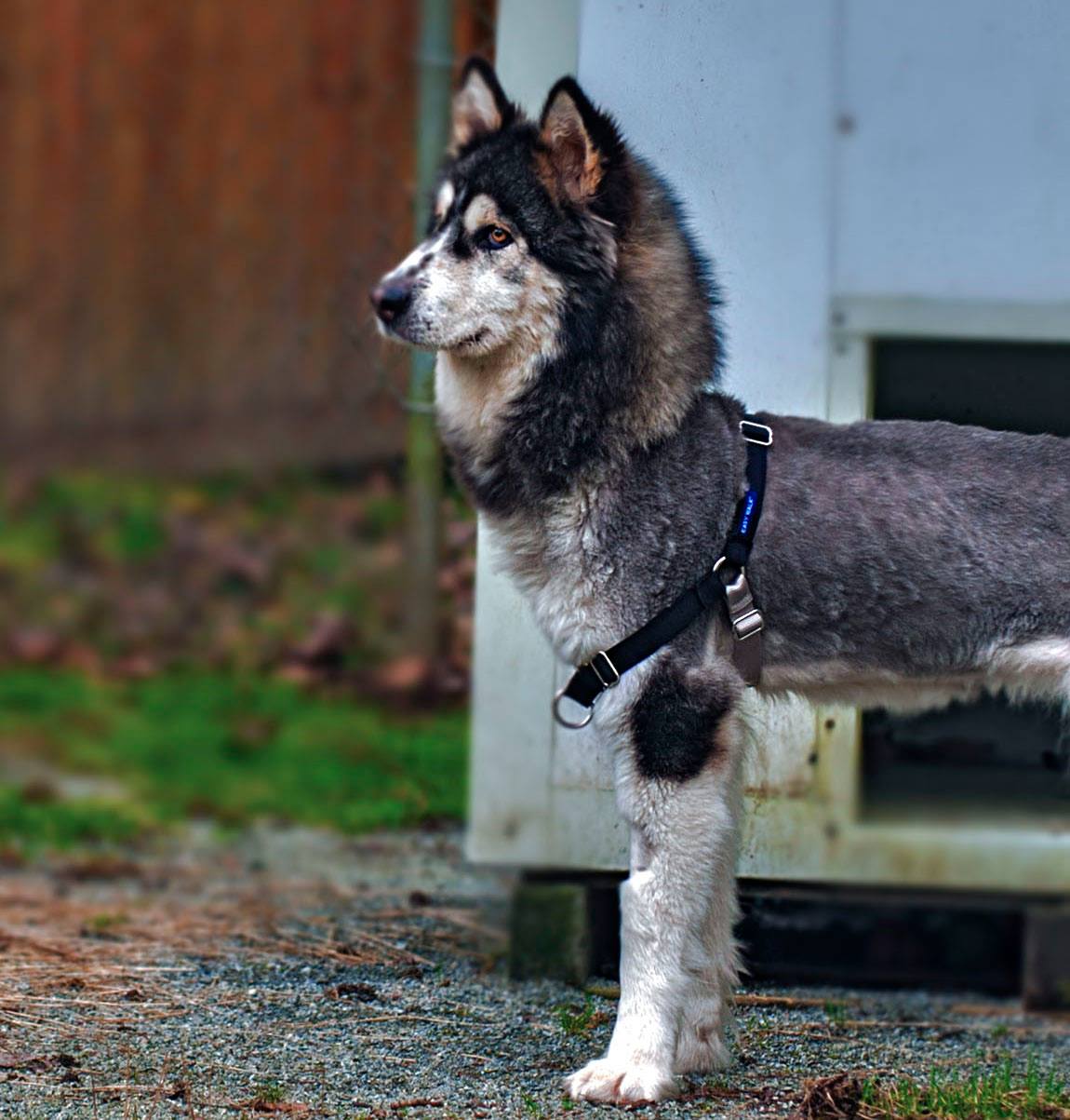 Willow the husky continues to improve and gain weight BC Globalnews.ca