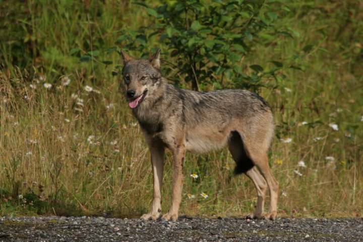 Prince Rupert RCMP re-issue wolf warning following sightings in urban ...