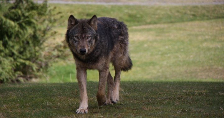 Prince Rupert RCMP re-issue wolf warning following sightings in urban ...