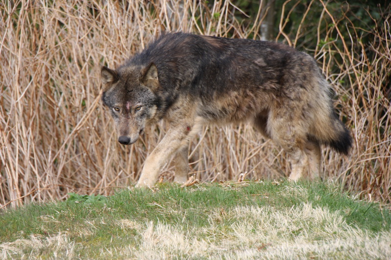 Saskatchewan has brought back its wolf hunt project, and have expanded it. What do you think about the province using a cull to control wolf populations?.