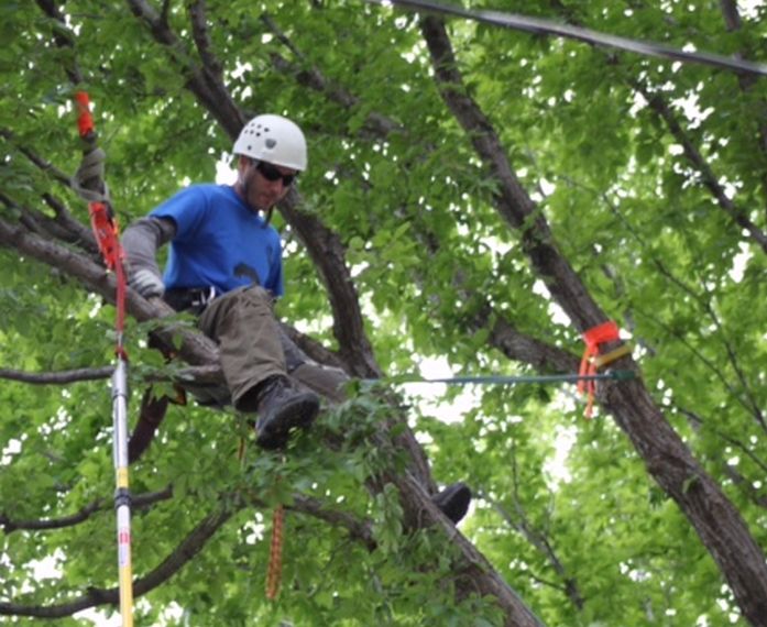 Arborist Test Their Skills at Tree Climbing