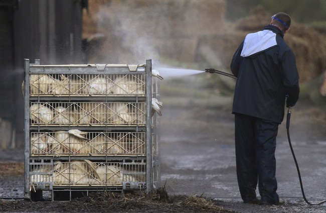 Duck carcasses are doused with disinfectant before being loaded onto a lorry after a bird flu outbreak forced the culling of livestock at a duck farm in Nafferton, England, Tuesday Nov. 18, 2014.  THE CANADIAN PRESS/AP/ Lynne Cameron, PA).
