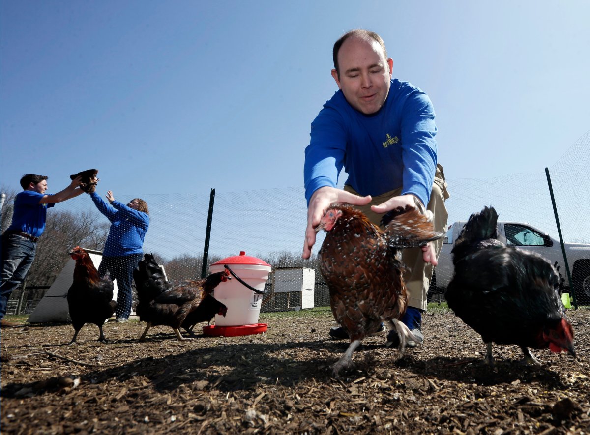 Phillip Tompkins tries to catch a chicken at a Rent The Chicken operation in Mount Holly, N.J.