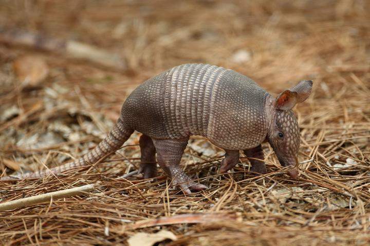 Year In Review: 13 of the strangest stories in 2015 - image