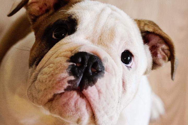 This is how he makes friends.