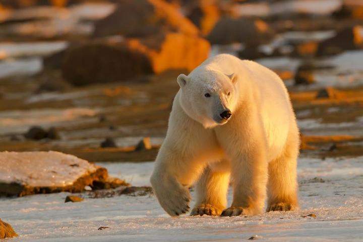 William Ayotte of Churchill, Man., will get the Star of Courage for fighting off a polar bear attacking a woman in the northern Manitoba town.