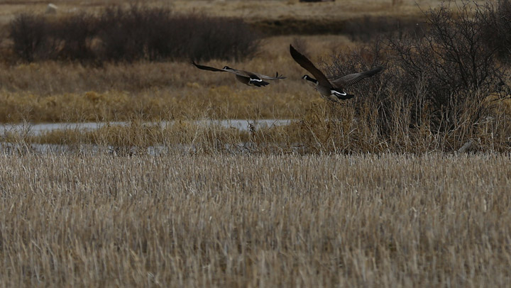 April 10: This Your Saskatchewan photo of geese by the Souris River near Weyburn was taken by Bill Allen.