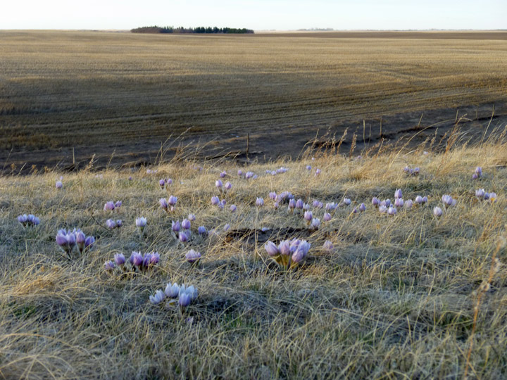 April 23: This Your Saskatchewan photo of a blooming flush of crocuses was taken by Cheryl Hare northwest of Rosetown.