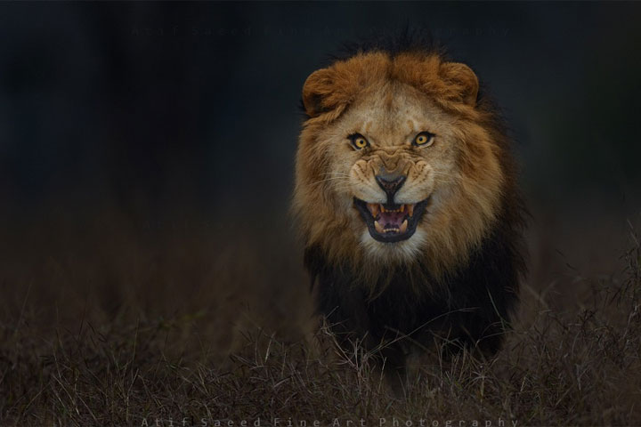A Pakistani photographer barely escaped with his life after capturing a stunning image of an attacking lion.
