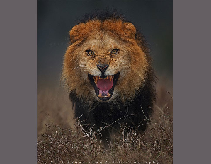 Photographer captures incredible image of attacking lion - image