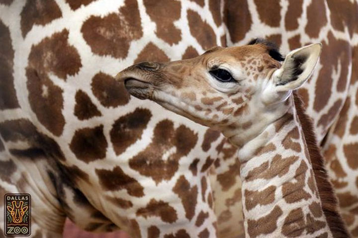 A healthy female giraffe was born at the Dallas Zoo on April 10, 2015.