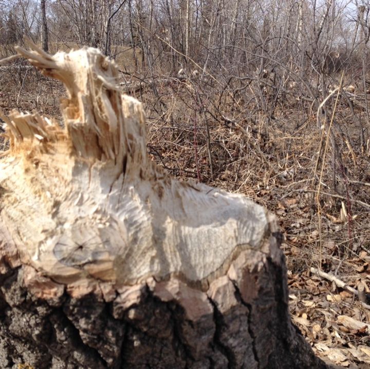 How many beavers is too many for Calgary’s Prince’s Island Park? - image