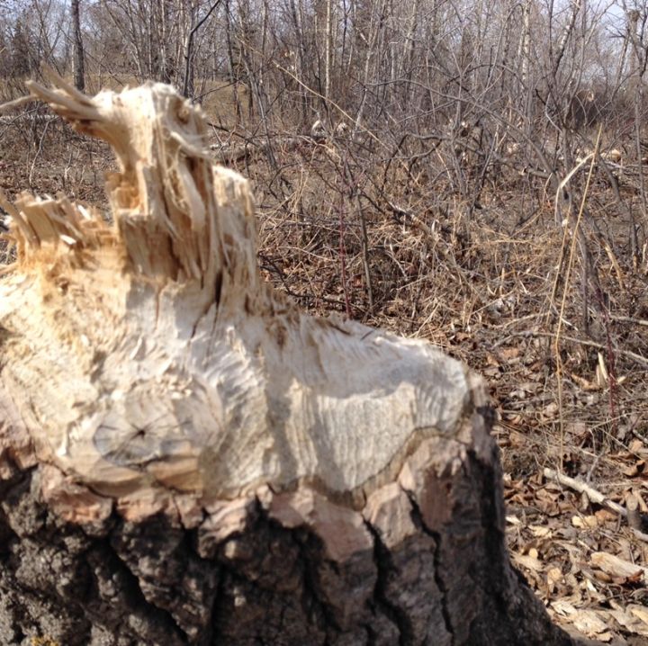 How many beavers is too many for Calgary’s Prince’s Island Park ...