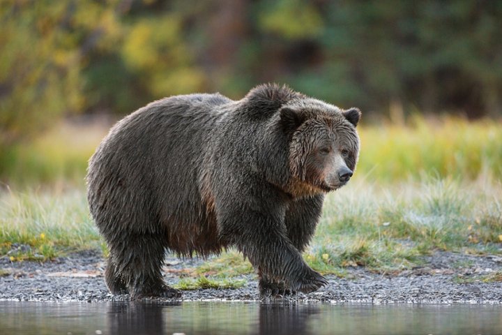 ‘Famous’ grizzly bear feared shot by hunters in B.C.’s Chilcotin region ...