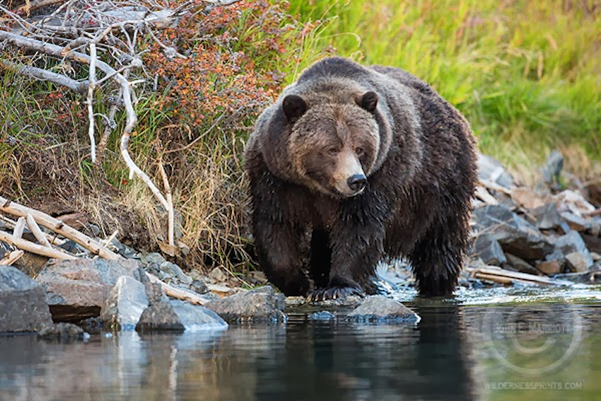 ‘Famous’ Grizzly Bear Feared Shot By Hunters In B.C.’s Chilcotin Region ...