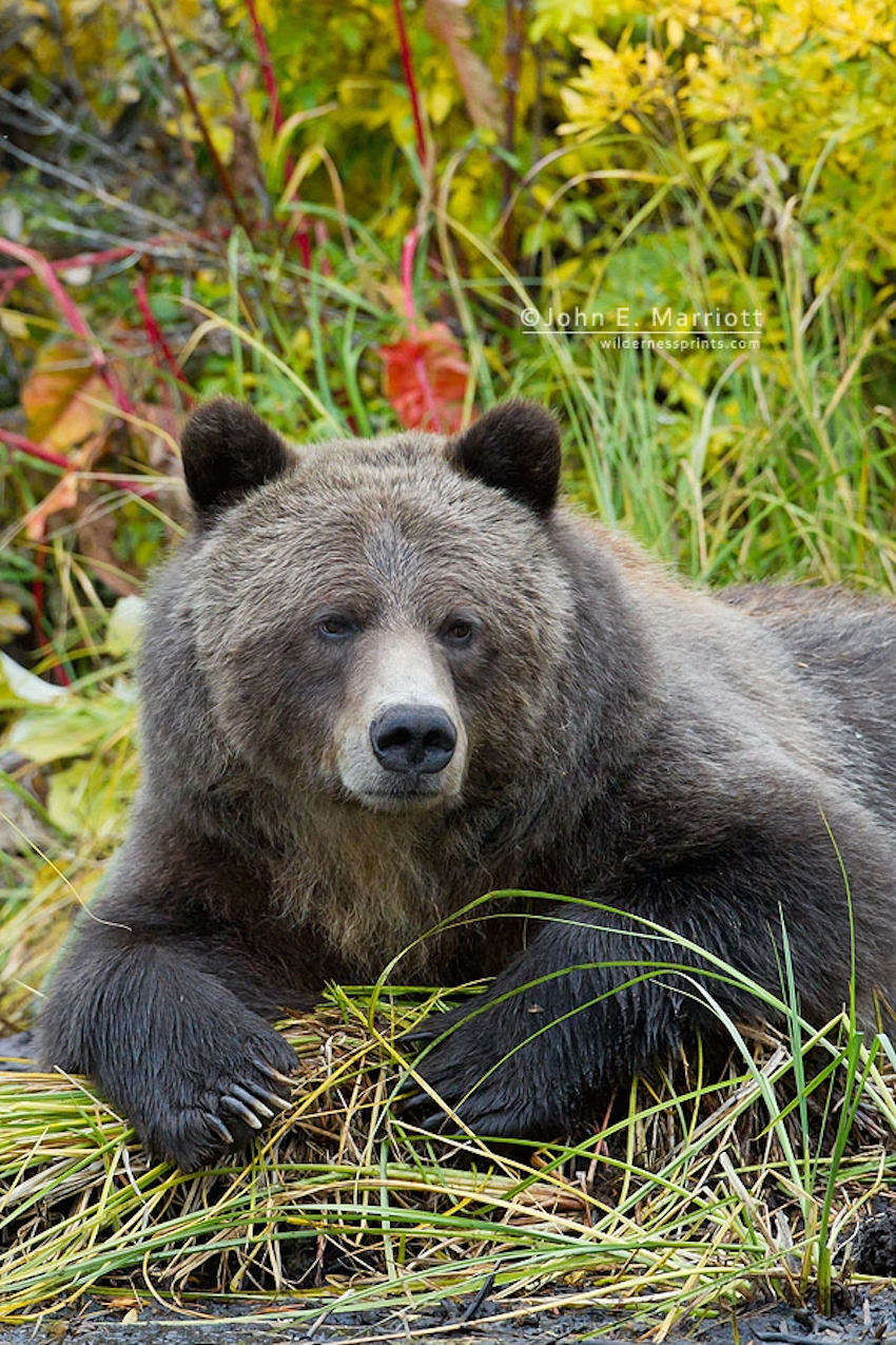 Photo by John E. Marriott.