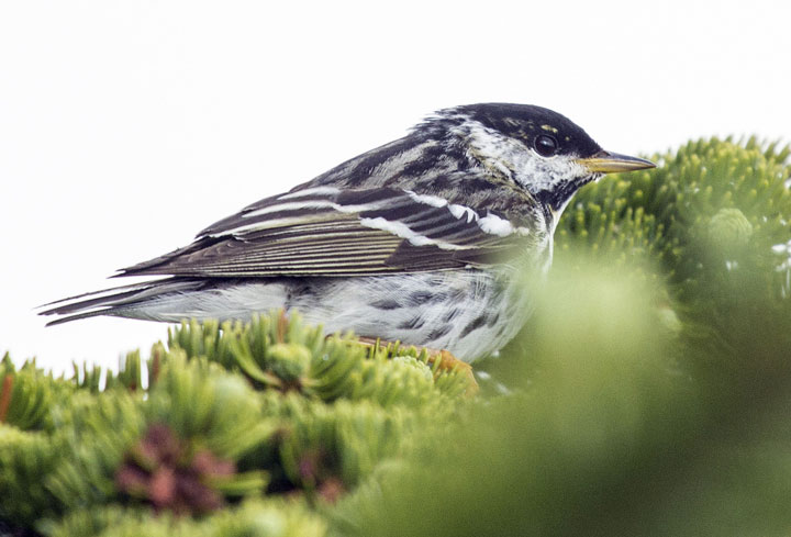The blackpoll warbler summers in the forests of northern North America and migrates to the islands of the Caribbean every winter.