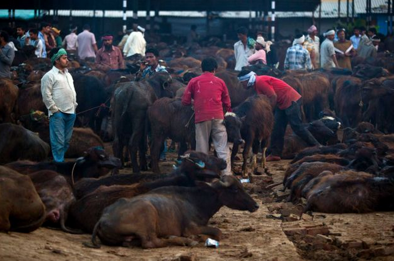 In this April 2, 2015 photo, traders buy and sell buffaloes at Ghazipur slaughterhouse complex in New Delhi, India. India is the world's second-largest exporter of beef, but with the victory of Prime Minister Narendra Modi''s Hindu nationalist Bharatiya Janata Party last year, the industry is facing tougher bans on slaughter.