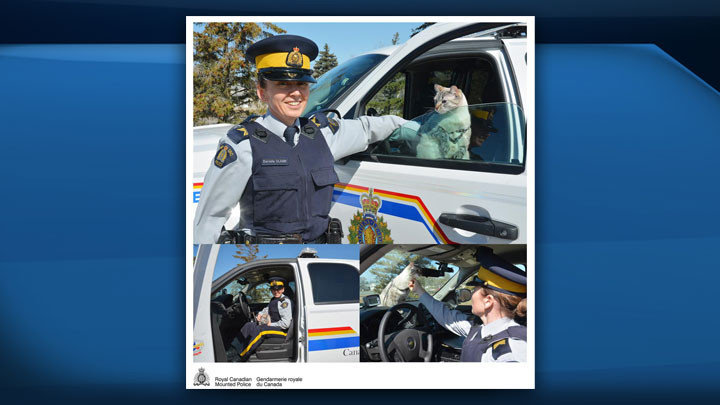 RCMP in Saskatchewan have announced they are starting a new Police Cat Service Unit on April 1st that will work closely with the Police Dog Service.
