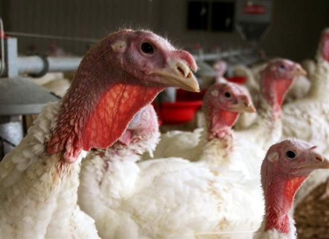 Minnesota is dealing with a bird flu epidemic.