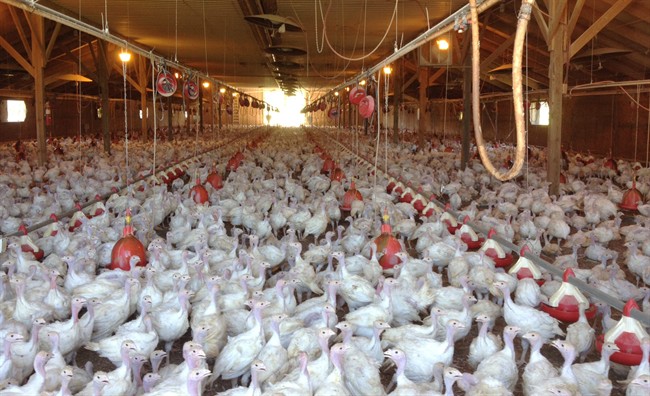 Respiratory virus hits Smithville poultry farm - image
