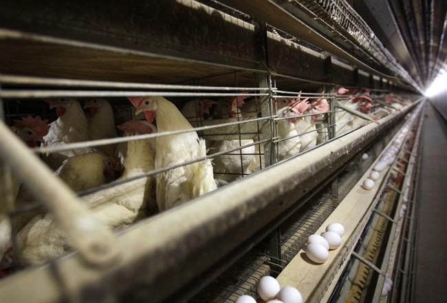 Discovery of the bird flu on an Iowa turkey farm has raised serious concerns that the bird killer could find its way into chicken barns in the nation’s top egg-producing state and rapidly decimate the flocks that provide the U.S. with its breakfast staple.