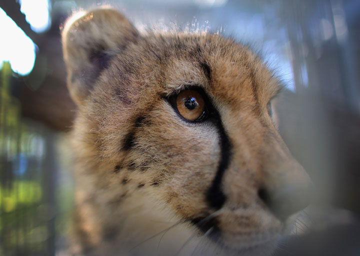 A  9-month old cheetah is seen on November 29, 2012 at a zoo in Miami, Florida.  